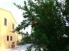 ogolne